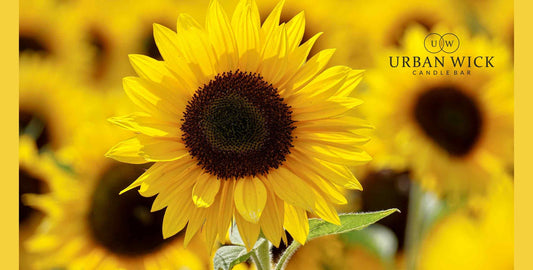 Capture The Scent Of Summer With Radiant Sunflower