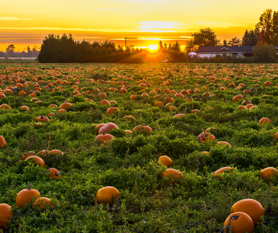 Fall Just Isn't Fall Without Pumpkin